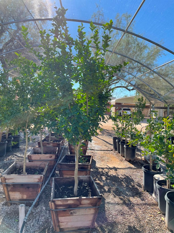 Orange Tree