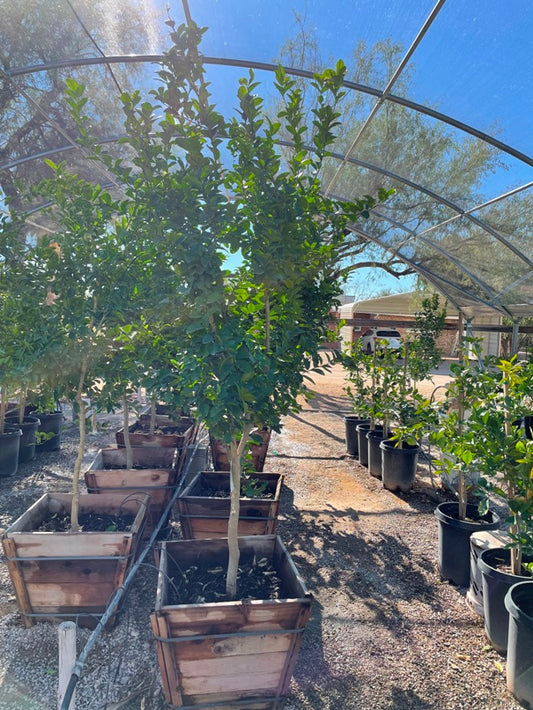 Orange Tree