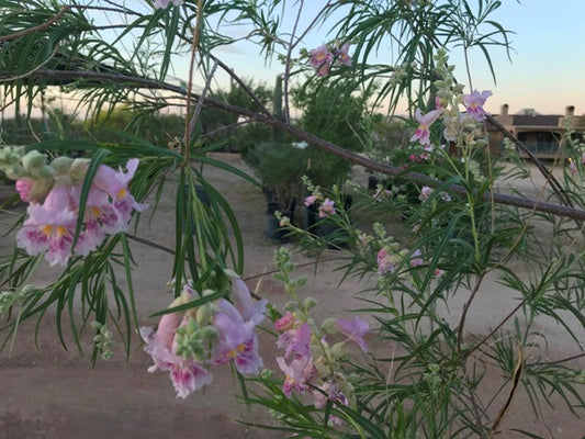 Desert Willow