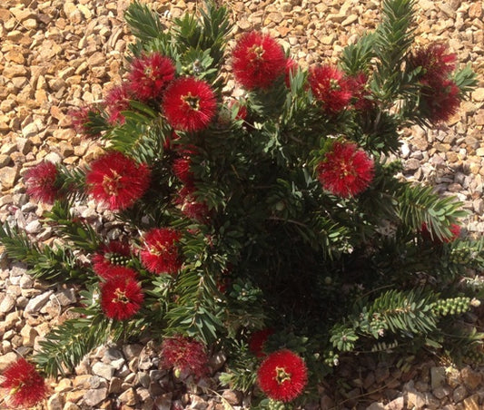 Dwarf Bottlebrush