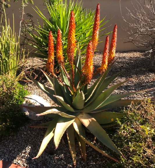 Ferox Aloe