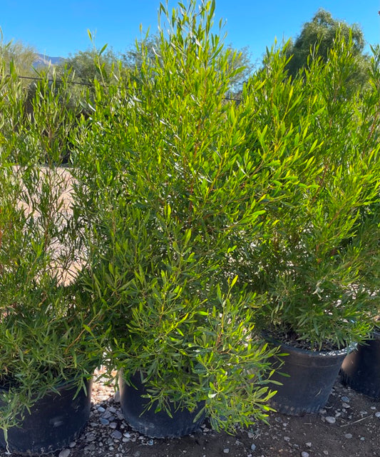 Green Hopseed Bush