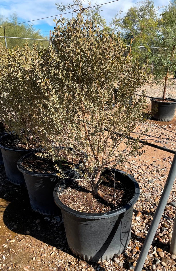 Leatherleaf Acacia