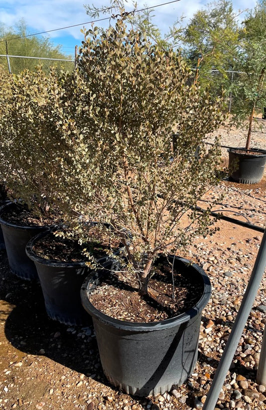 Leatherleaf Acacia