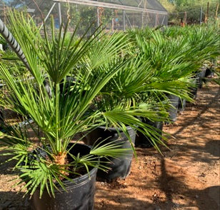 Mediterrainean Fan Palm