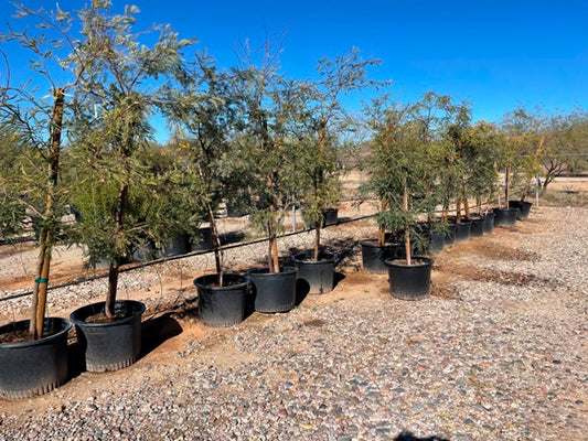 Mesquite Tree