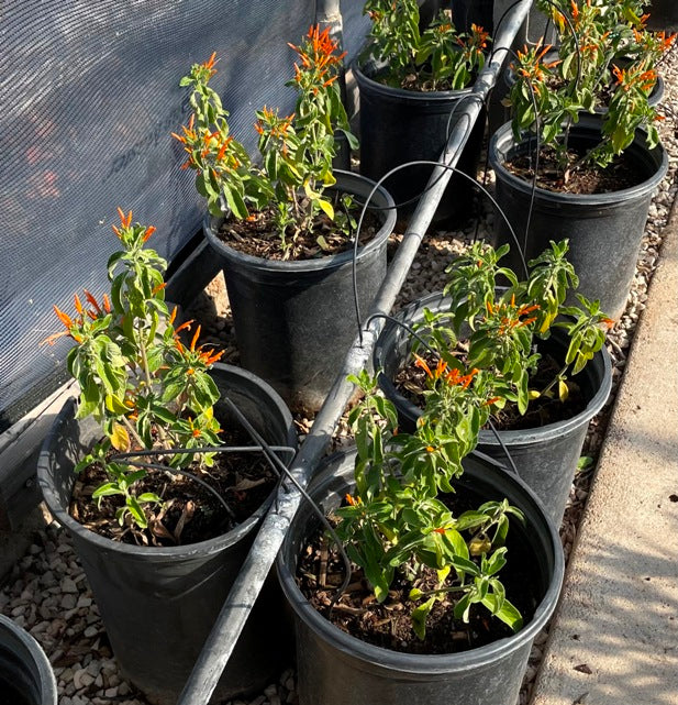 Mexican Honeysuckle