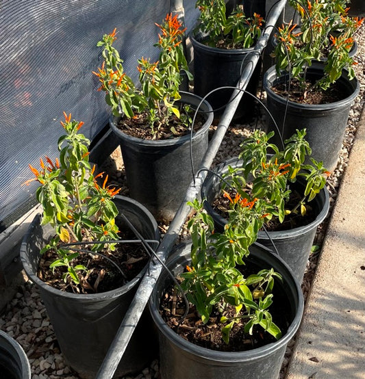 Mexican Honeysuckle