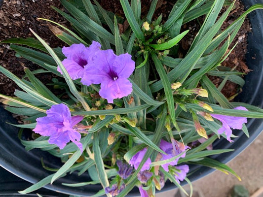 Dwarf Ruellia