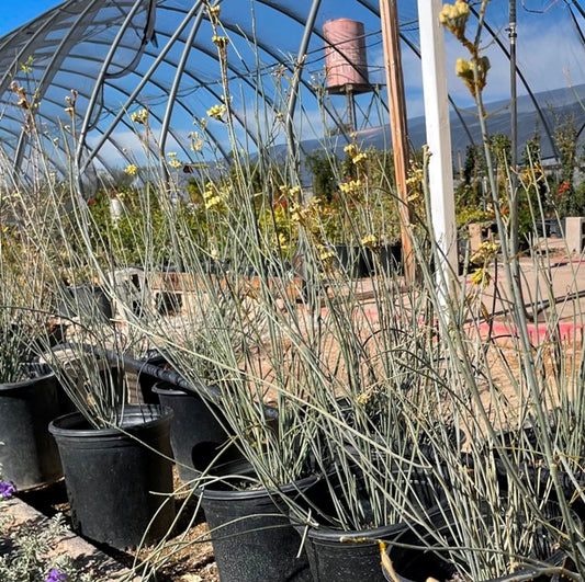 Desert Milkweed