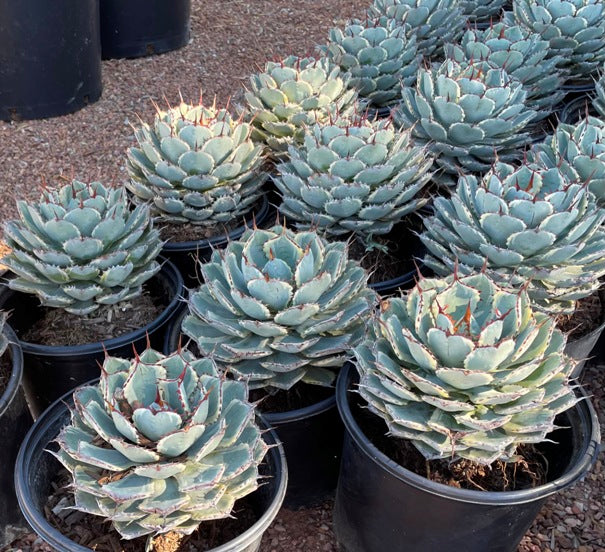 Artichoke Agave