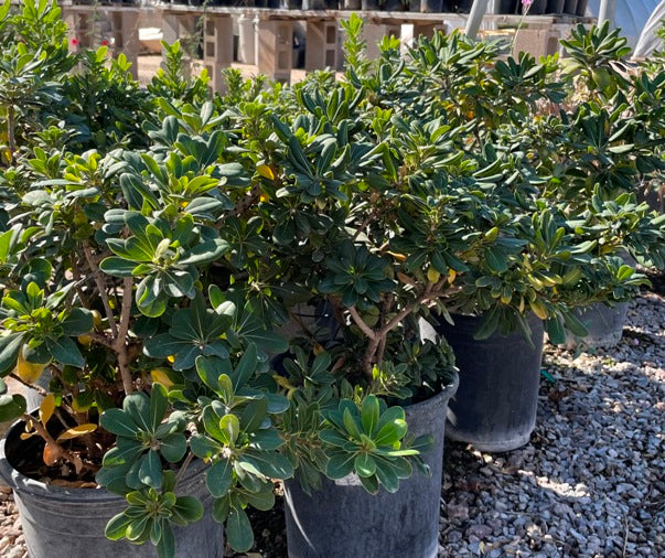 Mock Orange