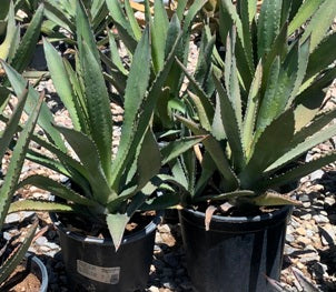 Murphy Agave