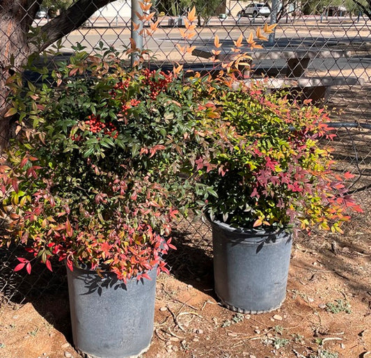Nandina