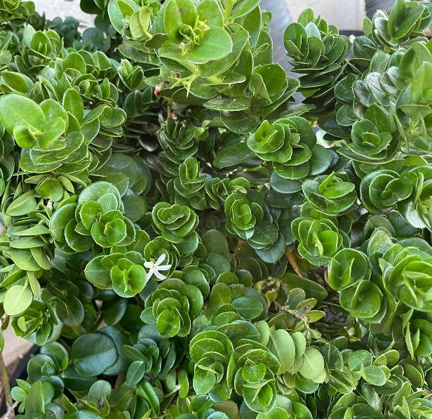 Natal Plum