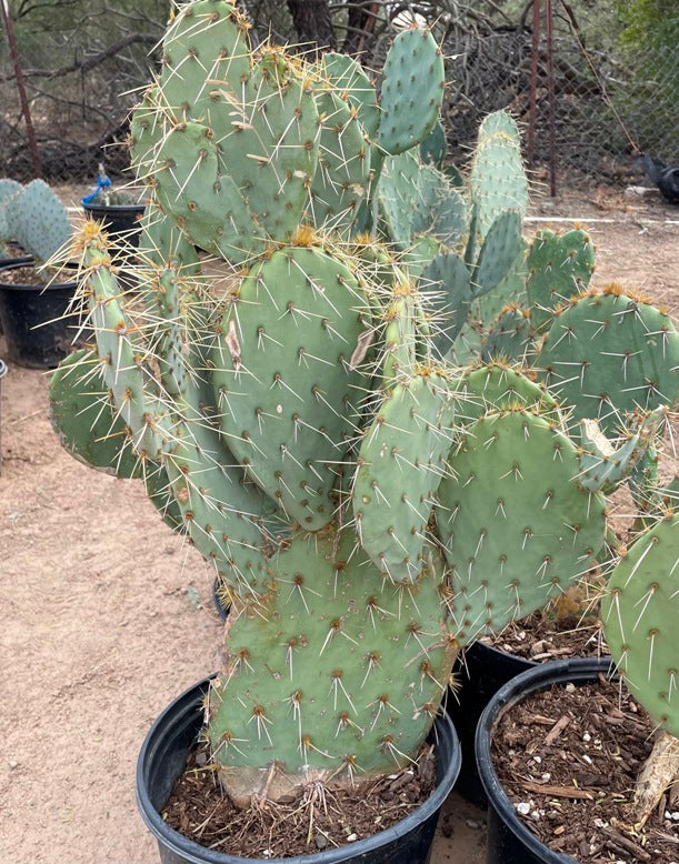 Native Prickly Pear