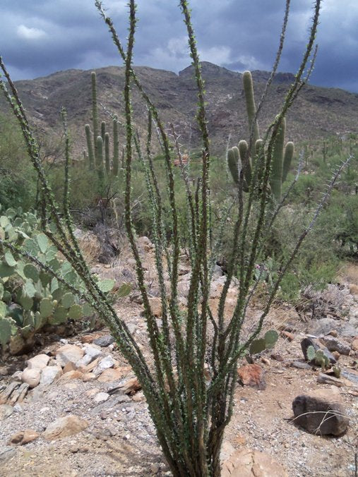 Ocotillo