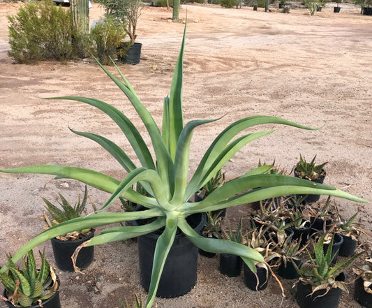 Octopus Agave