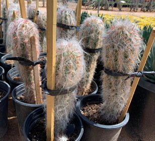 Old Man Cactus