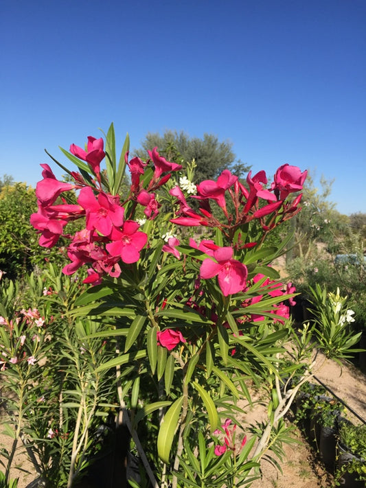 Oleander