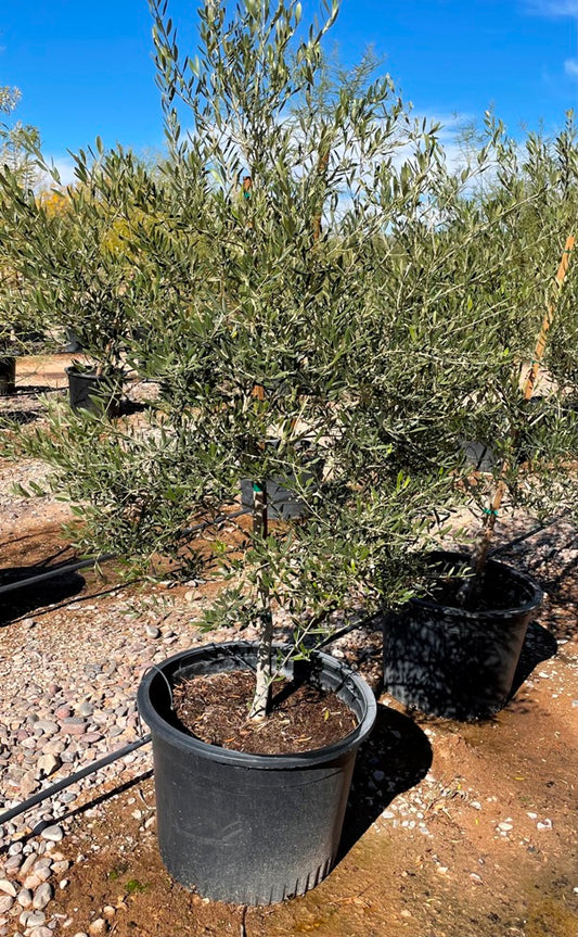Olive Tree