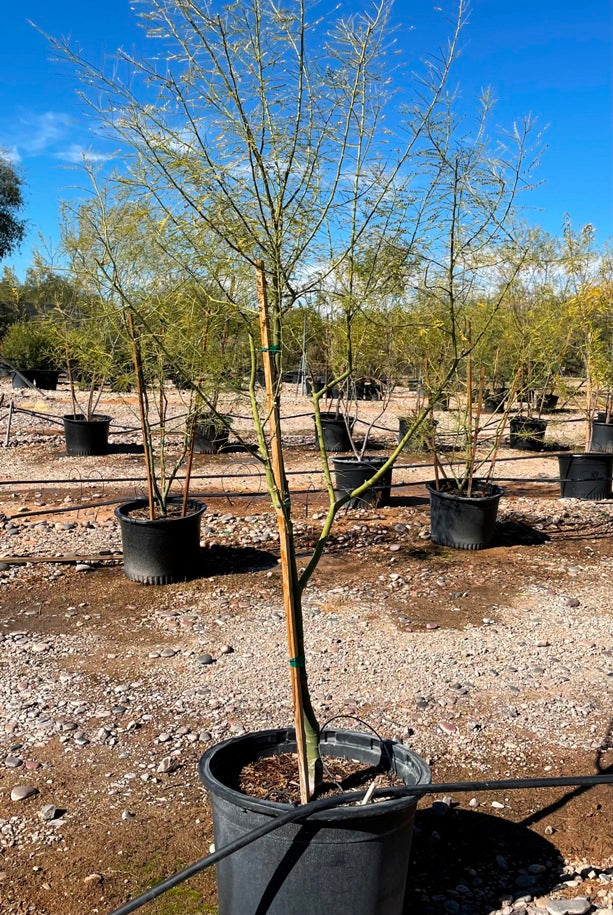 Palo Verde Tree