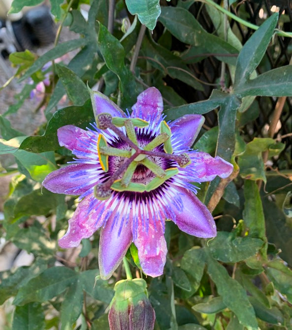 Passion Vine