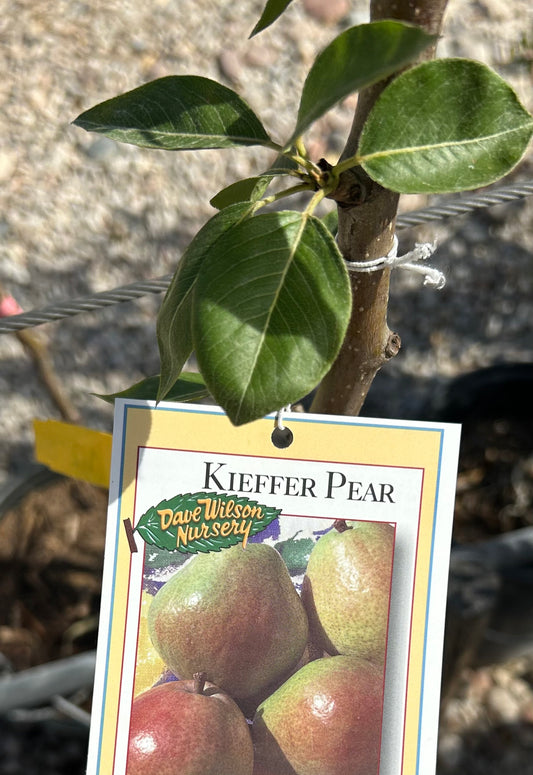 Pear Tree