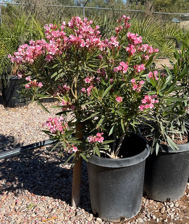 Petie Oleander