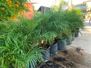 Pigmy Date Palms