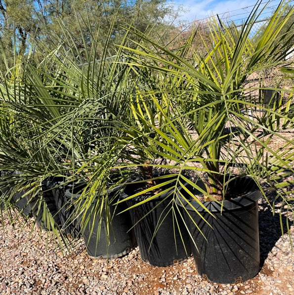 Pindo Palms