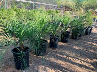 Pindo Palms