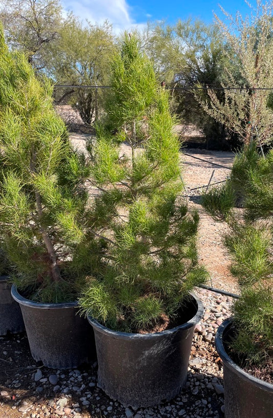 Afghan Pine Tree