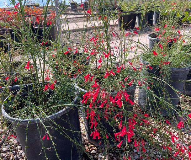 Coral Fountain Grass