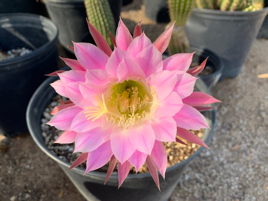 Trico Cereus