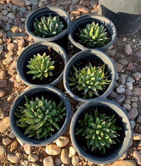 Queen Victoria Agave