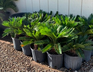 Sago Palm