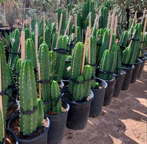 San Pedro Cactus