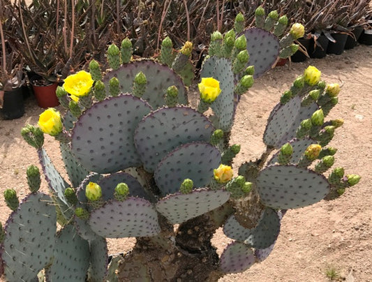 Santa Rita Prickly Pear