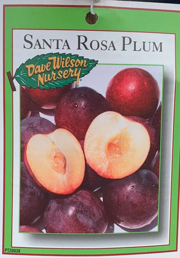 Plum Trees