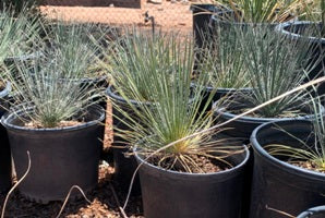 Soap Tree Yucca