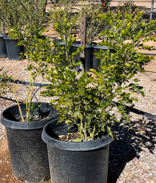 Texas Mountain Laurel