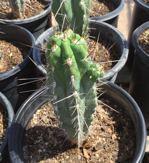 Toothpick Cactus