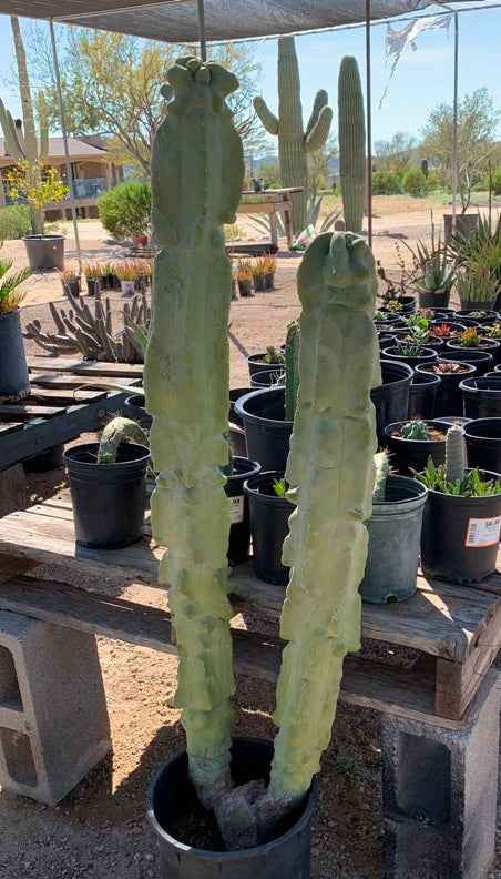 Totem Cactus