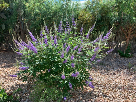 Vitex