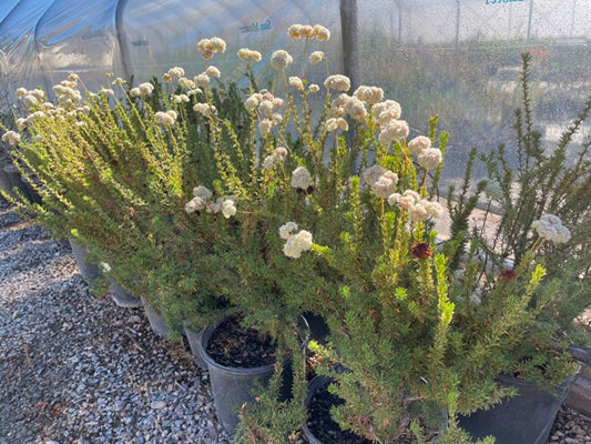 California Buckwheat