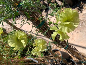 Yellow Desert Orchid Vine