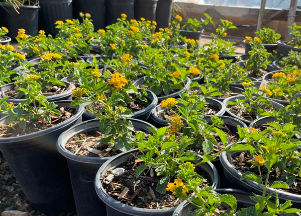 Trailing Lantana