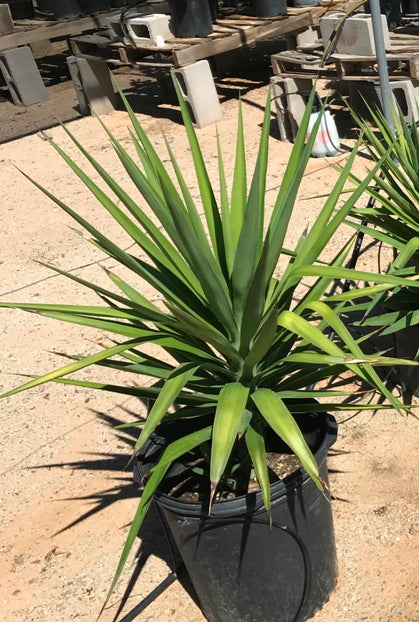 Yucca Gloriosa