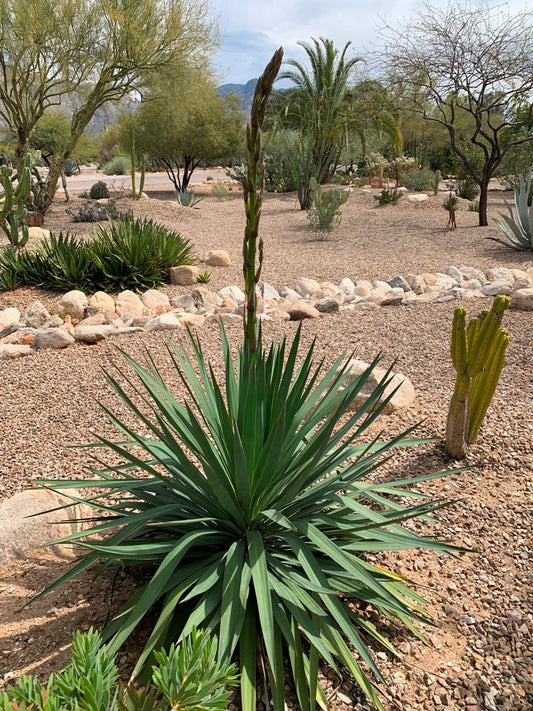 Yucca Pendula